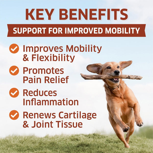 imoroved mobility for dogs, promote pain relief, reduce inflammation, improve flexibility